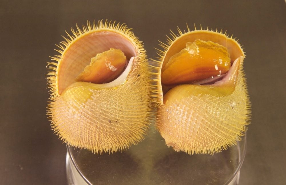 Close-up photo of the bottom of two snails, they are tan with short, yellow fiberous extensions.