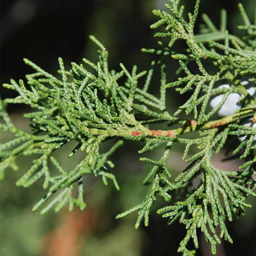 Closeup of a branch of eastern red cedar, which features green, scaly, awl-like leaves.