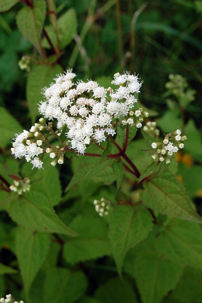Chocolate Heber W. Youngken Jr. Medicinal Garden