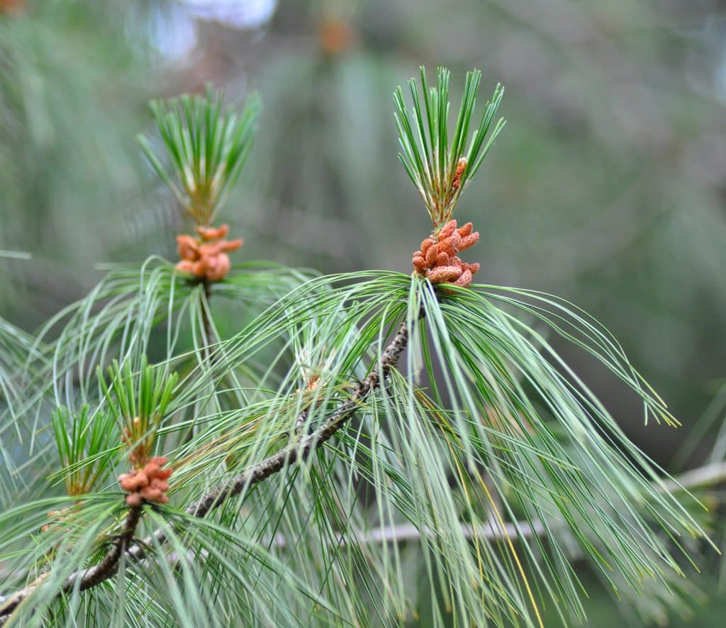 Closeup of eastern white pine. There are long, thin, brown branches with many pine needles protruding from the tips. There are three clusters of small orange pollen cones that sit on the tips of the branches, with much shorter pine needles protruding from each cluster.