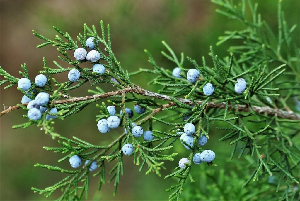 Image of a branch of eastern red cedar. The plant features thin, brown branches; green, scaly, awl-shaped needles; and small, round, light-blue colored berries.