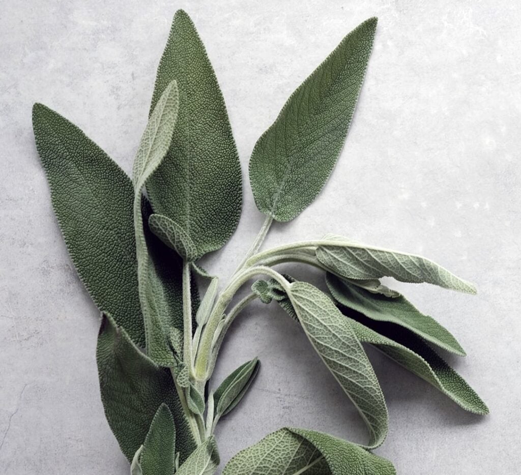 A set of white sage leaves sits against a light gray background. The leaves are a dark olive green and appear soft and fuzzy.